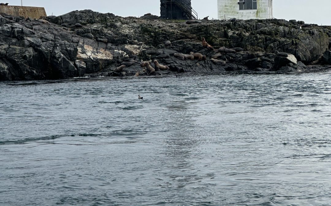Whale Watching Trip in Seattle