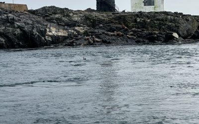 Whale Watching Trip in Seattle